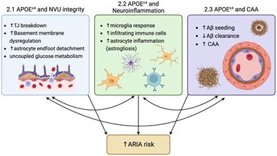 Three major effects of APOEε4 on Aβ immunotherapy induced ARIA